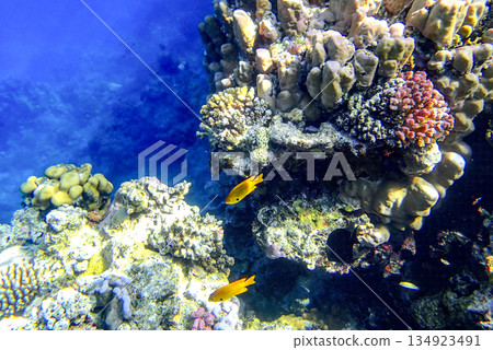 Massive lobed coral Porites, brain coral Diploria, encrusting coral Montipora and fire coral 134923491