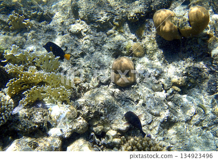 Orange shoulder surgeonfish Acanthurus olivaceus juvenile and dusky surgeonfish Acanthurus 134923496