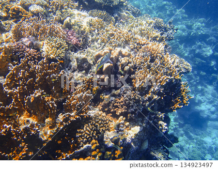 Orange shoulder surgeonfish Acanthurus olivaceus swimming among staghorn coral Acropora, brain coral 134923497