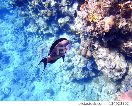 Beautiful surgeonfish swimming near a coral reef in the Red Sea, surrounded by clear turquoise water 134923502