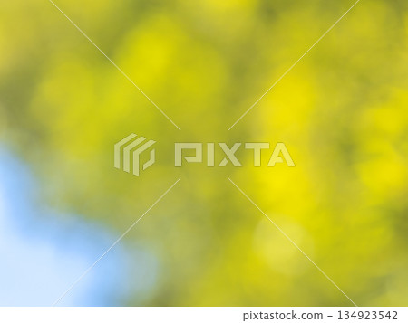 Background material: Polka dot reflection, green forest image Background material: Polka dot reflection, green forest image 134923542
