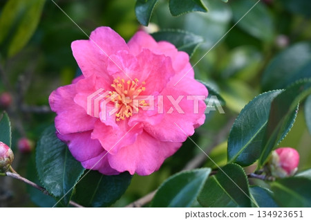 Camellia japonica (Camellia spp.) evergreen broadleaf tree 134923651