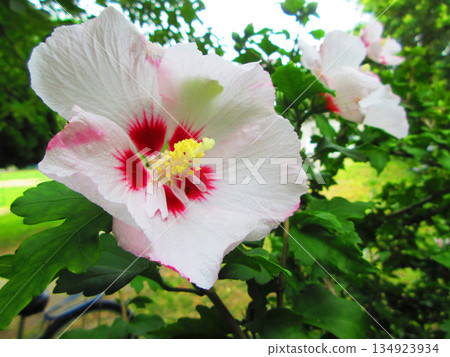 A single Rose of Sharon flower 134923934