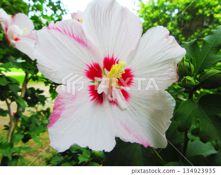 A single Rose of Sharon flower A single Rose of Sharon flower 134923935