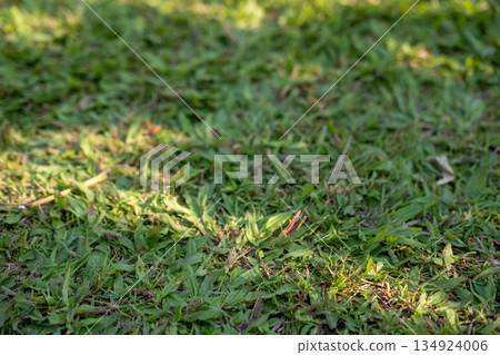 Green grass with shadow texture for background 134924006
