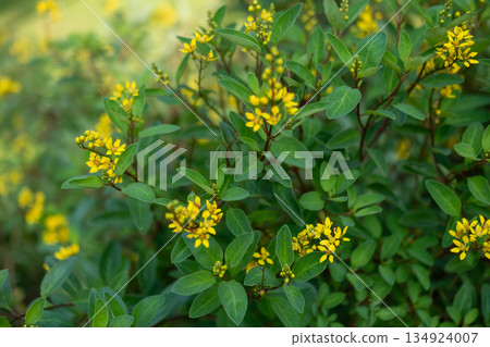 Yellow flower in the garden 134924007