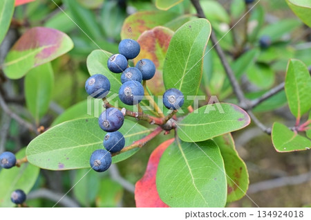 Sharinbai (Rosaceae) - Fruit of the U.Rhaphiolepis umbellata tree Sharinbai (Rosaceae) - Fruit of the U.Rhaphiolepis umbellata tree 134924018