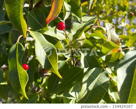 Japanese holly tree in full bloom with red berries 25 134924167