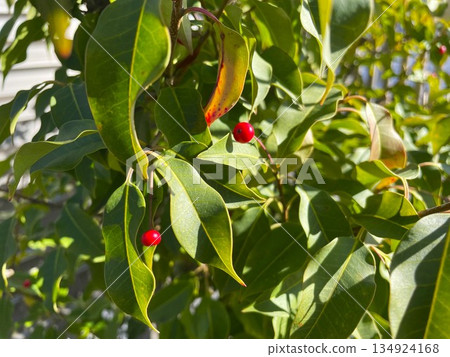 Japanese holly tree in full bloom with red berries 26 Japanese holly tree in full bloom with red berries 26 134924168