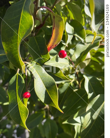 盛開的日本冬青樹，結滿紅色莓果 27 134924169