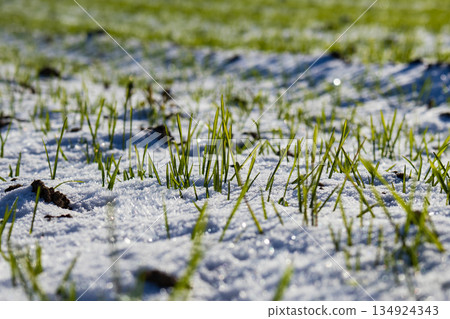 Wheat sprouts grow through snow in a field during winter. The green shoots break through the cold surface showcasing life in nature 134924343
