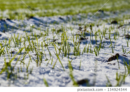 Wheat sprouts emerge from under snow in a winter field. The grass is visible in the cold climate and shows signs of growth Wheat sprouts emerge from under snow in a winter field. The grass is visible in the cold climate and shows signs of growth 134924344