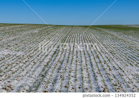 Wheat field during winter shows green sprouts growing through white snow. The field stretches into the distance under bright blue sky Wheat field during winter shows green sprouts growing through white snow. The field stretches into the distance under bright blue sky 134924352