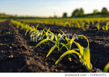 Small corn plants are growing in dark soil under a bright sky with sunlight shining on them Small corn plants are growing in dark soil under a bright sky with sunlight shining on them 134924355