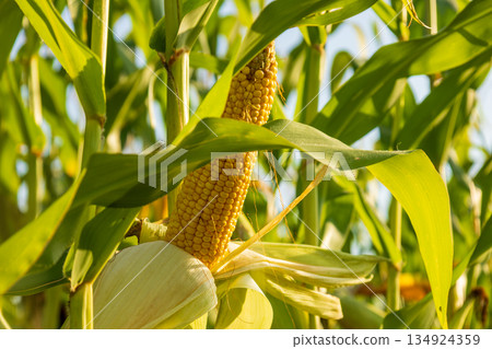 Corn plants display ripe cobs in a field as they grow in the sunlight during the harvest time of the year 134924359