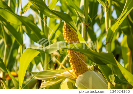 Corn cob stands tall among green leaves in a field ready for harvest under the sunlight. The crop shows signs of growth Corn cob stands tall among green leaves in a field ready for harvest under the sunlight. The crop shows signs of growth 134924360