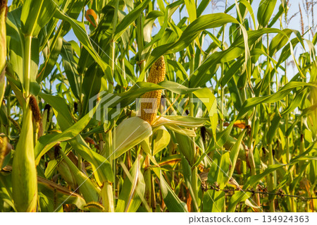 Mature maize cobs are visible among tall green plants in a corn field, indicating readiness for harvest in bright sunlight 134924363