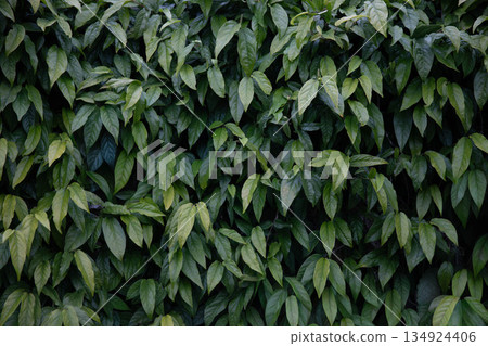 Leaf background image Leaf background image 134924406