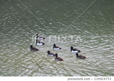 Tufted Duck, 4 pairs Tufted Duck, 4 pairs 134924753