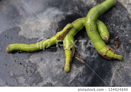 Caterpillars mimic snake head crawling on a plastic tray. Their fake eyes or pretend horns, these snake-mimic caterpillars are able to ward off many a predator. 134924840