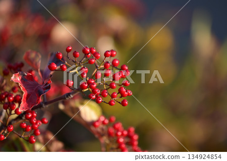 莢蒾屬植物的紅色漿果 莢蒾屬植物的紅色漿果 134924854