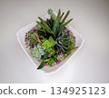 Christmas succulent arrangement in ceramic square dish with small pebbles and decorative pink beads on white background 134925123