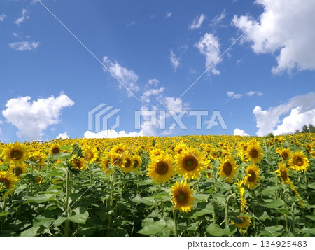夏日向日葵花田在藍天的襯托下盛開 134925483