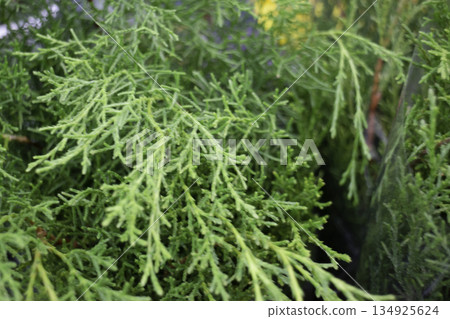 Variety plant decorate in landscaped garden,thailand Variety plant decorate in landscaped garden,thailand 134925624