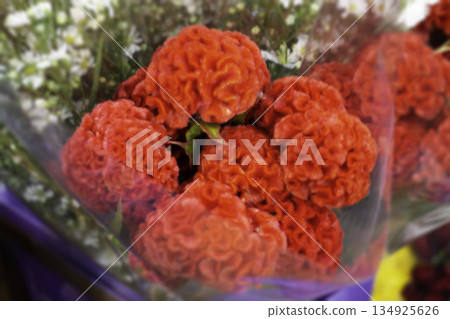 Variety plant decorate in landscaped garden,thailand Variety plant decorate in landscaped garden,thailand 134925626