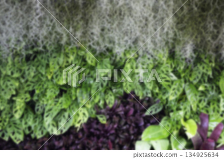 Green area relax outdoors garden with plants Green area relax outdoors garden with plants 134925634