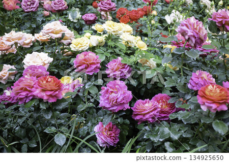 Green area relax outdoors garden with plants Green area relax outdoors garden with plants 134925650