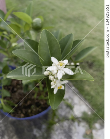 Variety plant decorate in landscaped garden,thailand Variety plant decorate in landscaped garden,thailand 134925651
