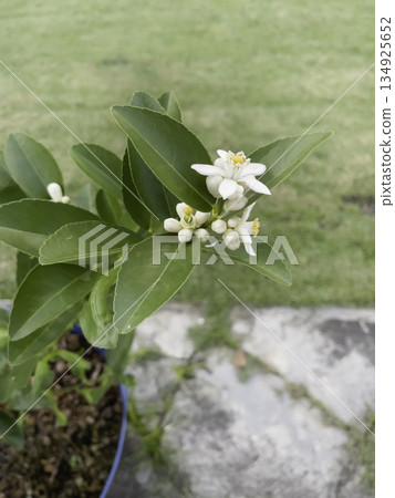 Variety plant decorate in landscaped garden,thailand Variety plant decorate in landscaped garden,thailand 134925652