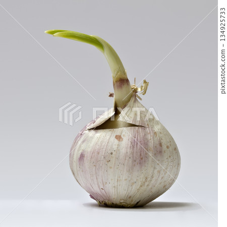 chinese garlic with sprout chinese garlic with sprout 134925733