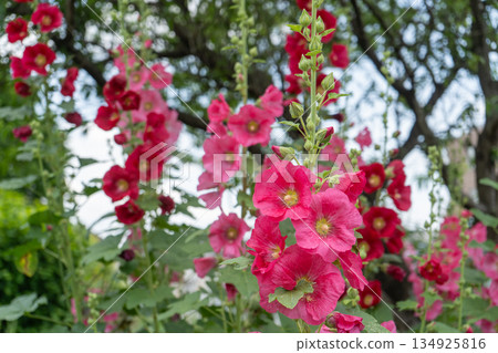 Hollyhock flowers in full bloom in a summer garden Hollyhock flowers in full bloom in a summer garden 134925816