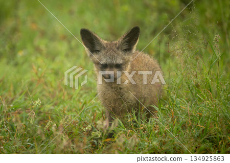 Bat-eared fox standing on grass watching camera Bat-eared fox standing on grass watching camera 134925863