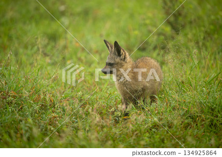 Bat-eared fox stands on grass facing ahead Bat-eared fox stands on grass facing ahead 134925864