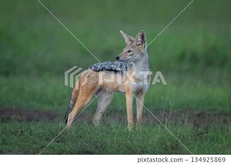 Black-backed jackal stands on grass looking back 134925869