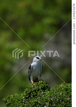 Black-winged kite watches camera on leafy bush Black-winged kite watches camera on leafy bush 134925876