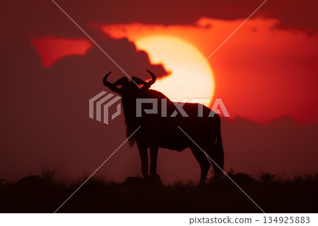 Blue wildebeest silhouette at sunset on skyline Blue wildebeest silhouette at sunset on skyline 134925883