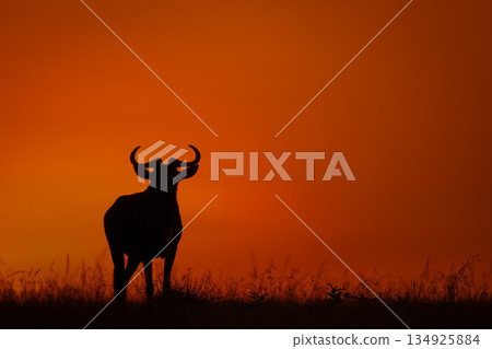 Blue wildebeest silhouette at sunup on horizon Blue wildebeest silhouette at sunup on horizon 134925884