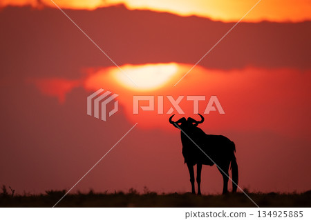 Blue wildebeest silhouette on horizon at sundown 134925885