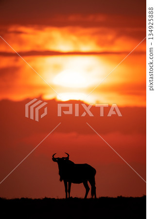 Blue wildebeest silhouetted at sundown on skyline Blue wildebeest silhouetted at sundown on skyline 134925888