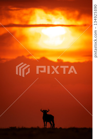 Blue wildebeest silhouetted on skyline at sundown 134925890