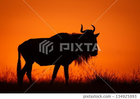 Blue wildebeest standing on horizon in silhouette 134925893