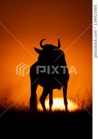 Blue wildebeest stands silhouetted while sun rises Blue wildebeest stands silhouetted while sun rises 134925905