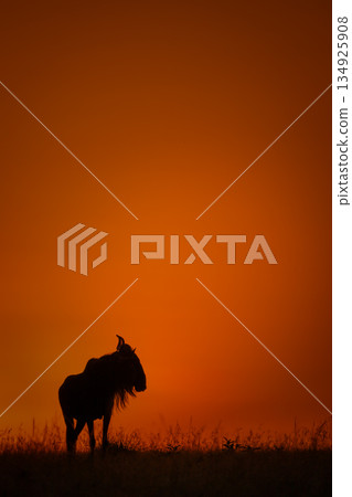 Blue wildebeest turns head silhouetted on horizon 134925908