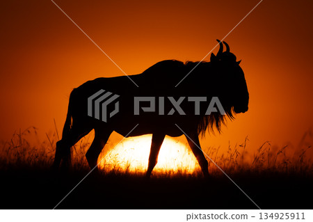 Blue wildebeest walks across skyline at sunrise 134925911