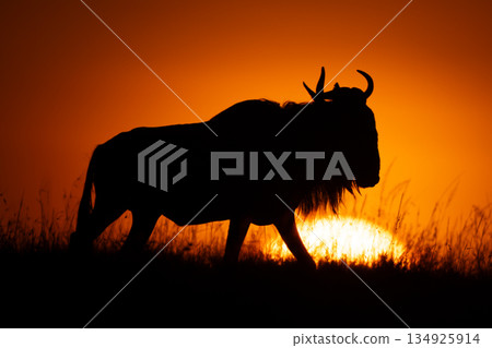 Blue wildebeest walks on horizon at sunrise 134925914