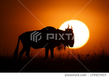 Blue wildebeest walks on horizon past sun 134925915